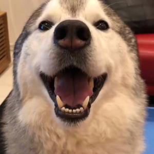 シベリアンハスキー犬が撫でられた結果→「耳が消滅してしまう」「笑顔のアザラシ」