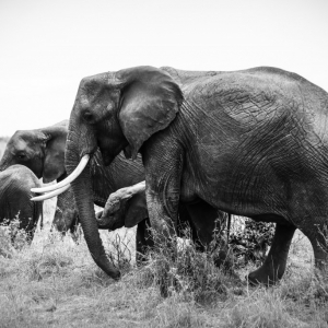 アフリカゾウが増えすぎて困っているジンバブエが象牙取引解禁を要求　持続可能な保護活動とは？