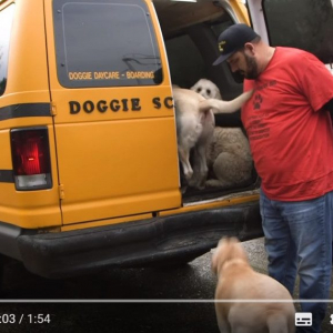 米オレゴン州には犬用のスクールバスがあるんです