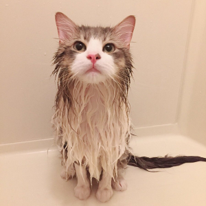 猫がお風呂に入れられた結果→「中身はこんなに細いのか」「ハリセンボンみたい」