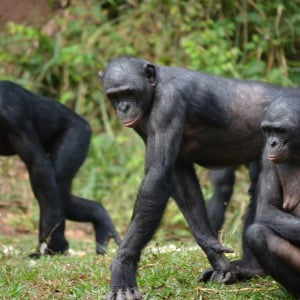 動物界の“代理婚活”？　ボノボの母親は同居する息子のためにパートナーを見つける
