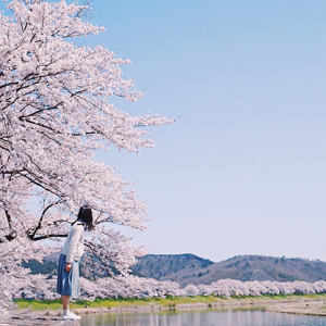 【東北の桜】一度は見てみたい！白石川堤一目千本桜の絶景に酔いしれる