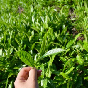 【静岡の旅】 世界農業遺産の里山で「茶摘み」体験にチャレンジ