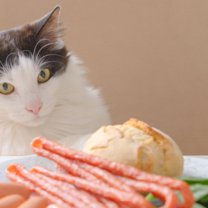 危険！猫に与えてはいけないNG食べ物【獣医監修】