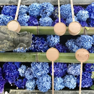 紫陽花の花手水が映える！約５千株が咲く京都・柳谷観音「あじさいウィーク」
