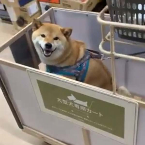 柴犬が大型犬用ショッピングカートに乗った結果→「ニコニコ笑って嬉しそう」「笑顔満面」