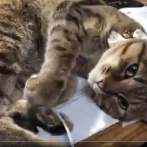猫が問題集の上に居座る動画が話題に「コレは勉強に集中出来ない可愛さ」「肉球にぎにぎ」