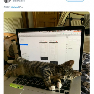ネコはキーボードが大好きなのです