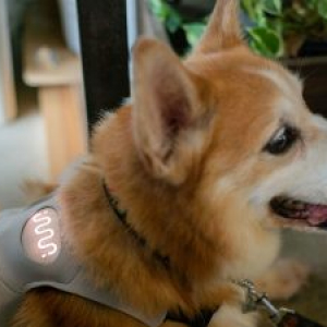 愛犬の心を読み解くデバイス「INUPATHY」を開発する株式会社ラングレス、総額1億円を調達