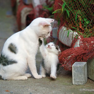 ねこ好き集合！動物写真家・岩合光昭の写真展「こねこ」が8月2日（金）から美術館「えき」KYOTOにて開催♩