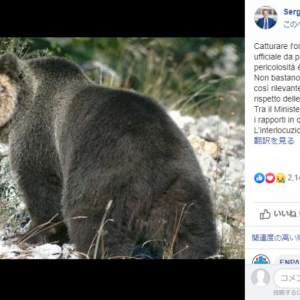 イタリアで高さ4mの電気柵を越えて脱走した天才ヒグマが逃走中　ネットでは助命運動も