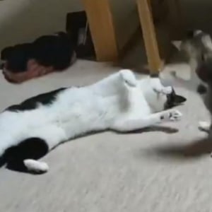 猫が両手を広げて猫に飛びつく動画に「猫怪獣現れる」の声