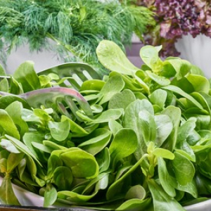 【7月28日は何の日…！？】野菜を食べて夏バテ防ごう、菜っ葉の日！