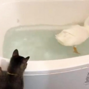 アヒルの水浴びを猫2匹が眺める動画に「仲良く観察」「可愛いし涼しい」の声