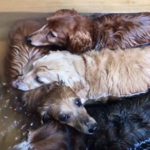 犬たちが温泉に浸かる動画ツイートに「カピバラかな？」の声