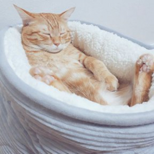 猫がニトリで買ったベッドでくつろいだ結果→「お風呂でそのまま寝ちゃった子みたいになる」