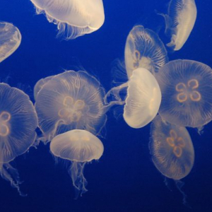 夜の水族館で癒されよう。新江の島水族館に「宿泊できる」イベントが女性限定で開催！