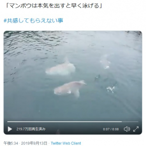 「マンボウは本気を出すと早く泳げる」 イメージ覆す海遊館のツイートが大反響