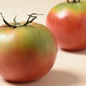 青いトマトを赤くする簡単＆早い追熟方法はりんごと保存するだけ