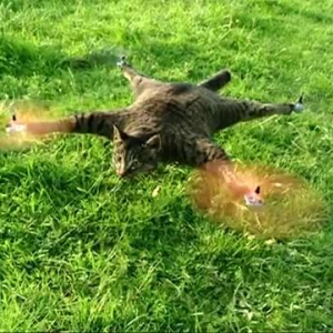 死んだ猫をヘリコプターに改造！　「猫は鳥が好きだったからヘリにした（食べ物的な意味で）」