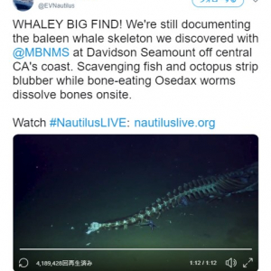 動画：クジラの死骸に群がる深海の腐肉食生物たち