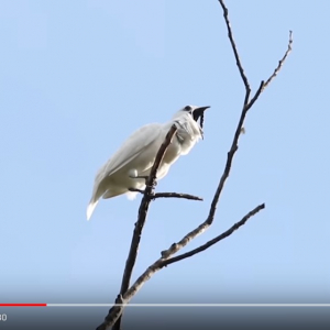 ”世界で一番うるさい鳥の鳴き声”がこちらです　ボリュームに注意してお聞きください