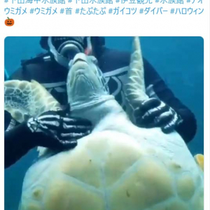 ウミガメを水中で「たぷたぷ」する動画が話題に「亀もお手上げ状態」