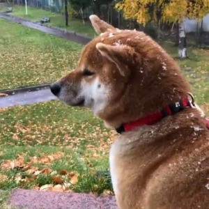 柴犬が初雪を堪能する動画が話題に「雪 感じてる」「笑顔モフモフ」