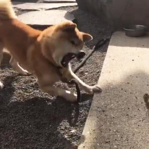 柴犬がカマキリと対決する動画が話題に「イッヌもかわいいし、カマキリさんも勇者」「ワンコの猫パンチ」