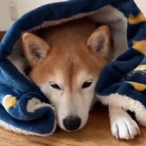 柴犬が毛布をかけてもらった結果→「暖まると眠くなる」「ウトウトしてるの可愛すぎる」