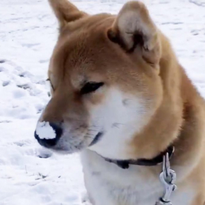 柴犬が鼻先に雪をつけたままの動画に「細かいことにこだわらない」「気にならんのかなぁ」の声