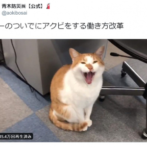 ニャーのついでに大あくび！　猫広報課長による「働き方改革」がかわいすぎ