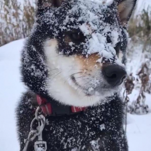 黒い柴犬が雪の中遊んだ結果→「真っ白だね」「ダルマ出来そう」