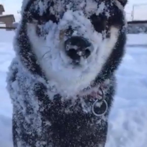 黒い柴犬が雪まみれになった結果→「白柴だ」「雪だるま」
