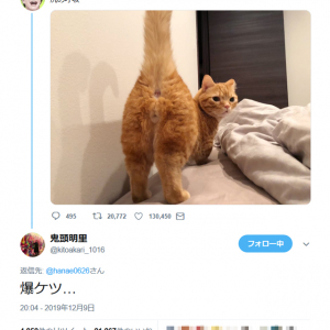 『鬼滅の刃』でおなじみの声優・花江夏樹さんが猫の画像に「尻の呼吸」とツイート　鬼頭明里さんが「爆ケツ…」と返信し反響