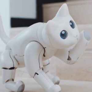 自由奔放にたわむれるネコ型ロボットが登場！ 「MarsCat」はプログラミング学習にも！