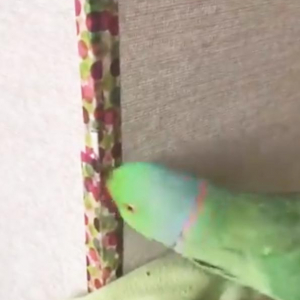 インコが壁紙に貼ったマスキングテープに大興奮！　動画ツイートに「鳴き声やばい」「笑っちゃいました」の声