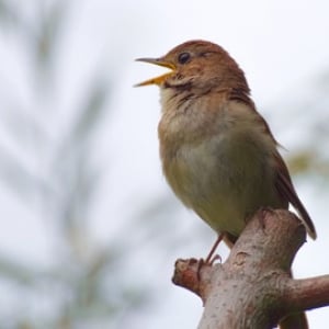 【今日のこよみ】　２０２０年２月４日は「立春」。立春朝搾り、立春生菓子を口にしてみよう。