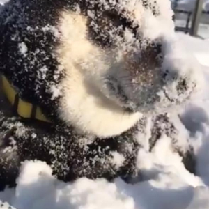 黒い柴犬が雪で沢山遊んだところ……？　動画がネットで反響「雪像のよう」「埋もれてるぅぅう！！」