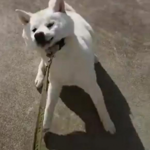 白い柴犬が「全力フルパワーのイヤイヤ」を見せる！　 動画ツイートに「鮮魚のようだ」「激しい荒ぶり」の声