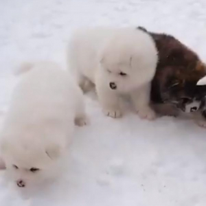 秋田犬の仔犬が雪の上で初お散歩！　動画ツイートに「シロクマちゃんみたい」「なんという可愛さ！」の声
