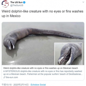 これって深海魚なのかな？ どうみてもエイリアンな未確認生物がメキシコで発見される