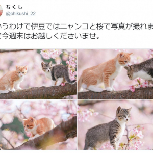 伊豆で撮影された“ニャンコと桜”の写真に大反響 「天国かよ」「ずっとみちゃいます」