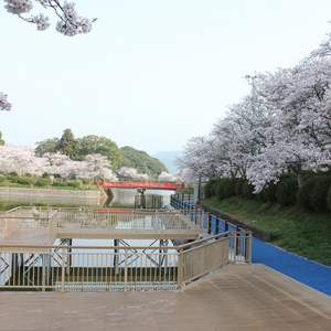 【お花見特集2020】市民の憩いの場に咲き乱れる４千本のソメイヨシノ「甘木公園」