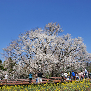 【お花見特集2020】畑地帯に佇むヤマザクラの巨木「一心行の大桜」