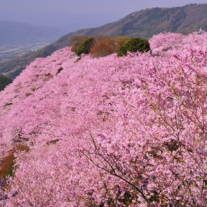 【お花見特集2020】山一面に桜が咲き誇る「八百萬神之御殿」