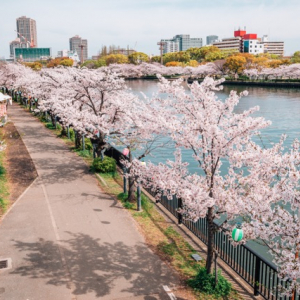 【お花見特集2020】大阪の中心地を流れる川沿いにある圧巻の桜スポット「毛馬桜之宮公園」