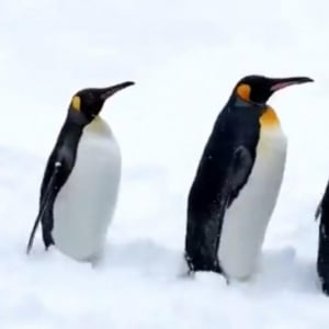 キングペンギンの赤ちゃんは何位だったでしょう？ 見ていて癒される旭山動物園のペンギン散歩