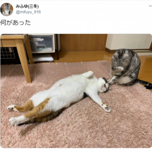 事件の香りプンプンの猫写真がTwitterで話題 「水曜サスペンスですねわかります」