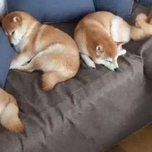 柴犬たちがゴロンと眠った結果→「みんな占拠してますなー」「座るとこない」